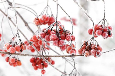 Kar altında kışın donmuş viburnum. Karda Viburnum var. Kırmızı çilek. Harika bir kış. Hoarfrost