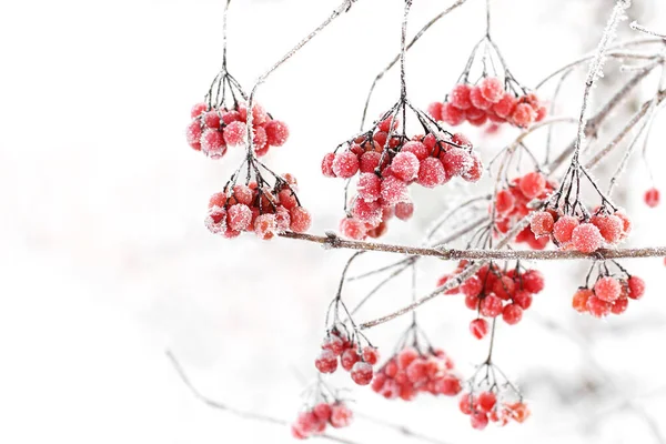 Winter Gefrorenes Viburnum Unter Dem Schnee Viburnum Schnee Rote Beeren — Stockfoto