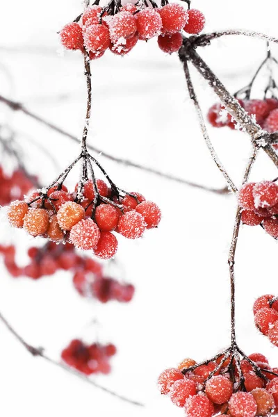 Inverno Congelado Viburnum Sob Neve Viburnum Neve Bagas Vermelhas Maravilhoso — Fotografia de Stock