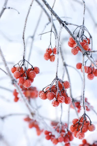 Winter Frozen Viburnum Snow Viburnum Snow Red Berries Wonderful Winter Stock Image
