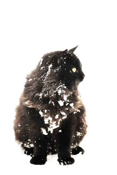 雪の中の黒い猫 通りの冬の猫 白地の猫 — ストック写真