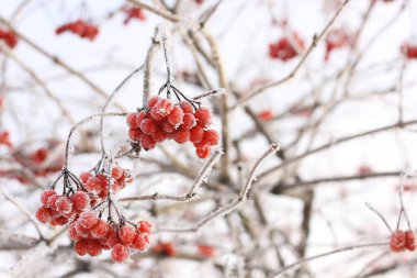 Kar altında kışın donmuş viburnum. Karda Viburnum var. Kırmızı çilek. Harika bir kış. Hoarfrost
