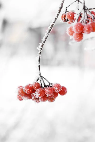 Viburno Ghiacciato Invernale Sotto Neve Viburno Nella Neve Bacche Rosse — Foto Stock