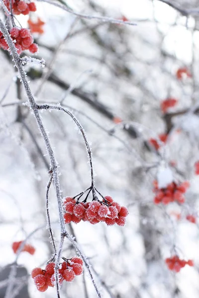 Winter Gefrorenes Viburnum Unter Dem Schnee Viburnum Schnee Rote Beeren — Stockfoto