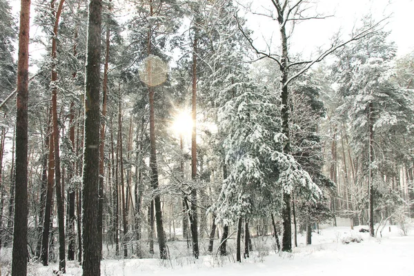 Υπέροχο Χειμερινό Δάσος Ηλιαχτίδες Ένα Όμορφο Χειμερινό Δάσος Απίστευτα Όμορφη — Φωτογραφία Αρχείου