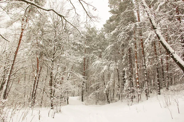 Maravilloso Bosque Invierno Increíblemente Hermosa Naturaleza Invierno Nevado Árboles Altos —  Fotos de Stock