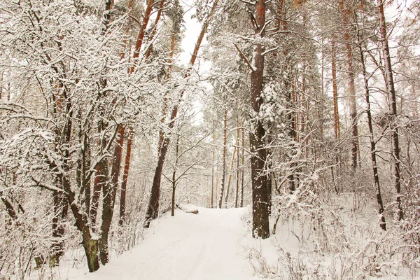 Υπέροχο Χειμερινό Δάσος Απίστευτα Όμορφη Φύση Χιονισμένο Χειμώνα Ψηλά Δέντρα — Φωτογραφία Αρχείου
