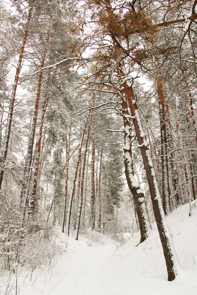 Maravilloso Bosque Invierno Increíblemente Hermosa Naturaleza Invierno Nevado Árboles Altos —  Fotos de Stock