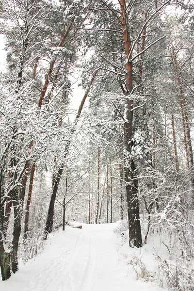 Maravilloso Bosque Invierno Increíblemente Hermosa Naturaleza Invierno Nevado —  Fotos de Stock