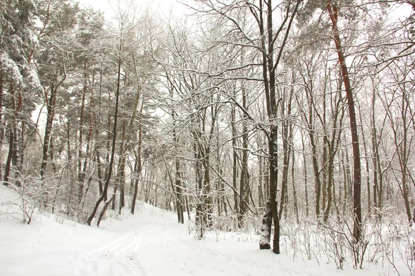 Maravilloso Bosque Invierno Increíblemente Hermosa Naturaleza Invierno Nevado —  Fotos de Stock