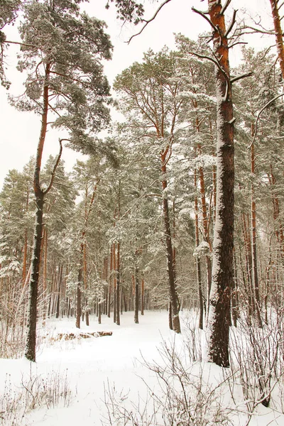 Maravilloso Bosque Invierno Increíblemente Hermosa Naturaleza Invierno Nevado —  Fotos de Stock