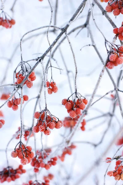 Winter Frozen Viburnum Snow Viburnum Snow Red Berries Wonderful Winter — Stock Photo, Image