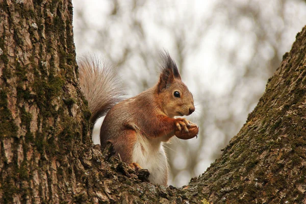 シウラス ロデント リスは木の上に座り ナッツを食べる 公園の美しいリス — ストック写真