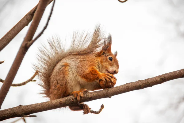 Sciurus Родич Білка Сидить Дереві Їсть Горіх Прекрасна Білка Парку — стокове фото