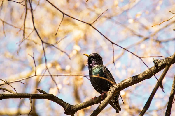 美丽明亮的小鸟坐在树上 鸟与春 — 图库照片
