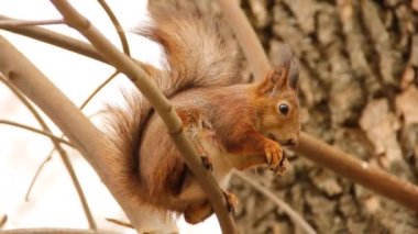 Sciurus. Kemirgen. Bir sincap ağaca oturur ve fındık yer. Parktaki güzel sincap.