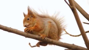 Sciurus. Kemirgen. Bir sincap ağaca oturur ve fındık yer. Parktaki güzel sincap.