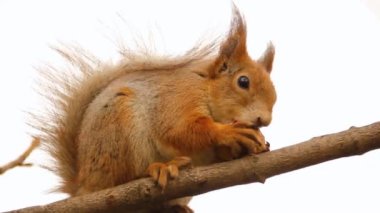 Sciurus. Kemirgen. Bir sincap ağaca oturur ve fındık yer. Parktaki güzel sincap.