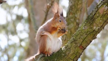 Sciurus. Kemirgen. Bir sincap ağaca oturur ve fındık yer. Parktaki güzel sincap.