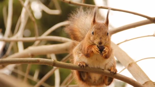 Sciurus Грызун Белка Сидит Дереве Ест Орех Красивая Белка Парке — стоковое видео