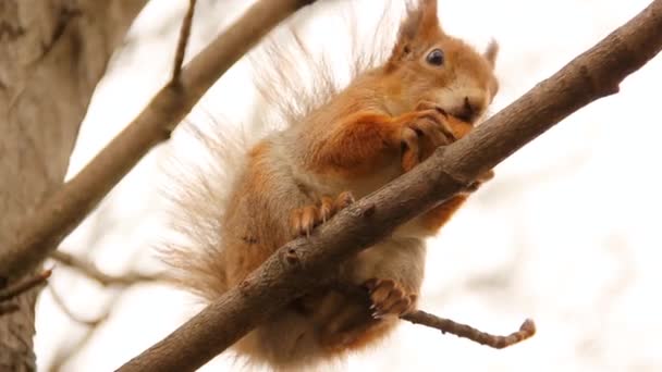 Σιούρους Τρωκτικό Ένας Σκίουρος Κάθεται Ένα Δέντρο Και Τρώει Ένα — Αρχείο Βίντεο