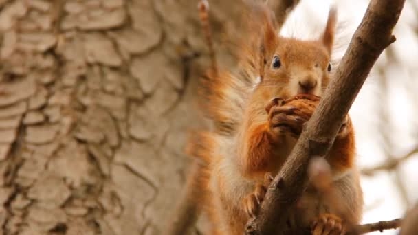 Sciurus Nagetier Ein Eichhörnchen Sitzt Auf Einem Baum Und Frisst — Stockvideo