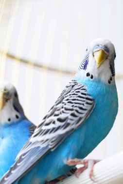 Budgerigarlar mavidir. Bir kafeste iki papağan. Evcil hayvan. Papağan. Melopsittacus undulatus.