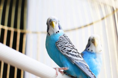 Budgerigarlar mavidir. Bir kafeste iki papağan. Evcil hayvan. Papağan. Melopsittacus undulatus.