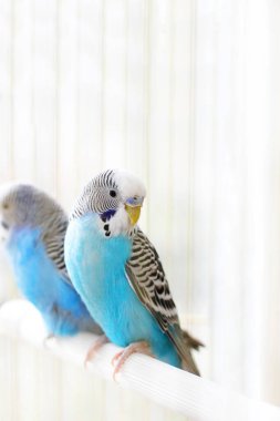Budgerigarlar mavidir. Bir kafeste iki papağan. Evcil hayvan. Papağan. Melopsittacus undulatus.