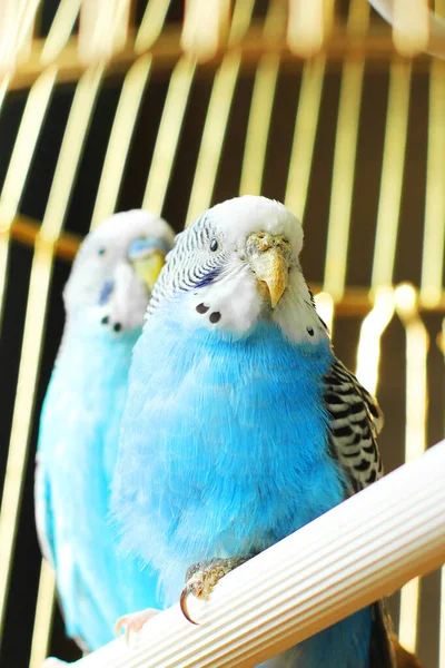 Los Periféricos Son Azules Dos Loros Una Jaula Una Mascota —  Fotos de Stock