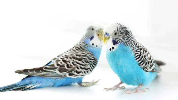 Les Budgerigars Sont Bleus Deux Perroquets Sur Fond Blanc Animal — Photo