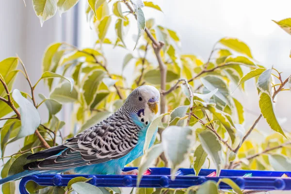 Dalgalı Mavi Papağan Pencerenin Yanında Güzel Bir Papağan Oturuyor Evcil — Stok fotoğraf