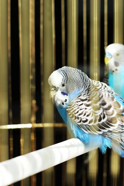 Les Budgerigars Sont Bleus Deux Perroquets Dans Une Cage Animal — Photo