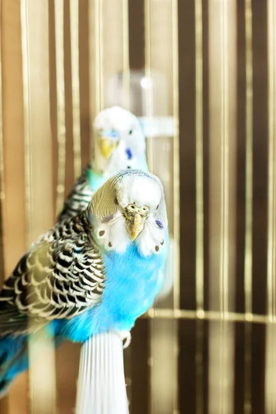 Los Periféricos Son Azules Dos Loros Una Jaula Una Mascota —  Fotos de Stock