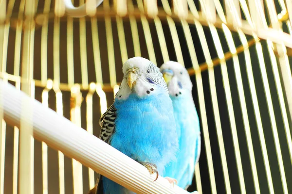 Les Budgerigars Sont Bleus Deux Perroquets Dans Une Cage Animal — Photo
