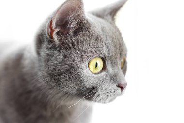 Beyaz arka planda çok sevimli, güzel bir kedi. Safkan kedi.