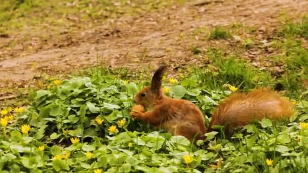 Ardilla Roja Parque Una Ardilla Come Una Nuez Hermoso Roedor — Vídeos de Stock