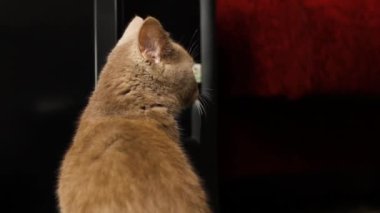 Güzel gri İngiliz kedisi. Burgundy kedi burnu. Yumuşak hayvan