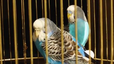 Bir kafeste iki güzel muhabbet kuşu. Papağanlar arasındaki aşk. Evcil hayvanlar