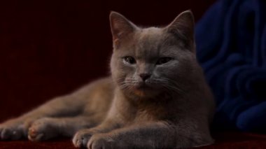 Güzel gri bir İngiliz kedisi bir şarap rengi kanepede dinleniyor. Kedi kül olmuş. Kedinin bordo burnu. Yumuşak hayvan