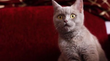 Güzel gri bir İngiliz kedisi bir şarap rengi kanepede dinleniyor. Kedi kül olmuş. Kedinin bordo burnu. Yumuşak hayvan