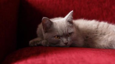 Güzel gri bir İngiliz kedisi bir şarap rengi kanepede dinleniyor. Kedi kül olmuş. Kedinin bordo burnu. Yumuşak hayvan