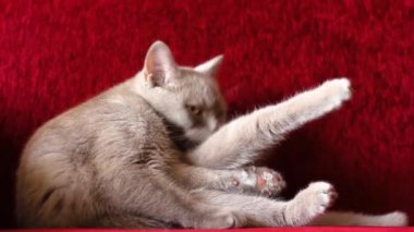 Güzel gri bir İngiliz kedisi yüzünü yıkıyor. Kül kedisi. Burgundy kedi burnu. Yumuşak hayvan