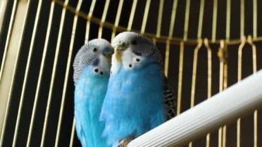 Bir kafeste iki güzel muhabbet kuşu. Papağanlar arasındaki aşk. Evcil hayvanlar