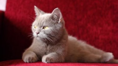 Güzel gri bir İngiliz kedisi bir şarap rengi kanepede dinleniyor. Kedi kül olmuş. Kedinin bordo burnu. Yumuşak hayvan