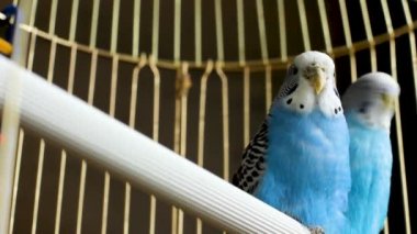 Bir kafeste iki güzel muhabbet kuşu. Papağanlar arasındaki aşk. Evcil hayvanlar