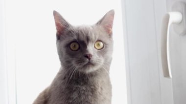 Pencerenin kenarındaki güzel gri İngiliz kedisi. Burgundy kedi burnu. Yumuşak hayvan