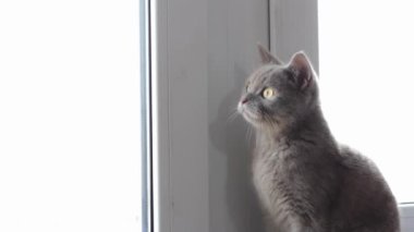 Pencerenin kenarındaki güzel gri İngiliz kedisi. Burgundy kedi burnu. Yumuşak hayvan