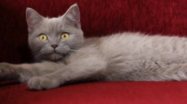 Güzel gri bir İngiliz kedisi bir şarap rengi kanepede dinleniyor. Kedi kül olmuş. Kedinin bordo burnu. Yumuşak hayvan