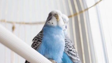 Bir kafeste iki güzel muhabbet kuşu. Papağanlar arasındaki aşk. Evcil hayvanlar